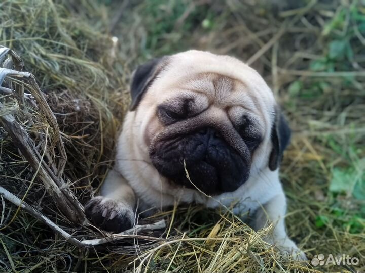 Мопс вязка мальчик