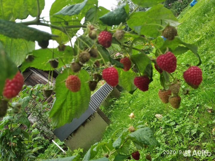 Саженцы малины красной, чёрной и желтой