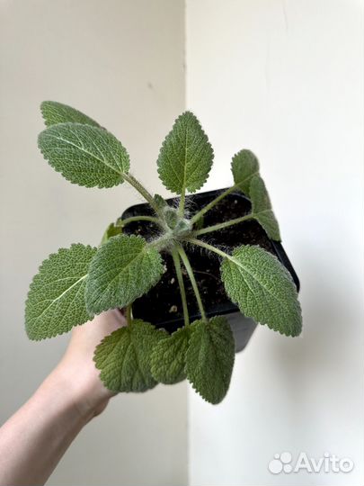 Шалфей мускатный