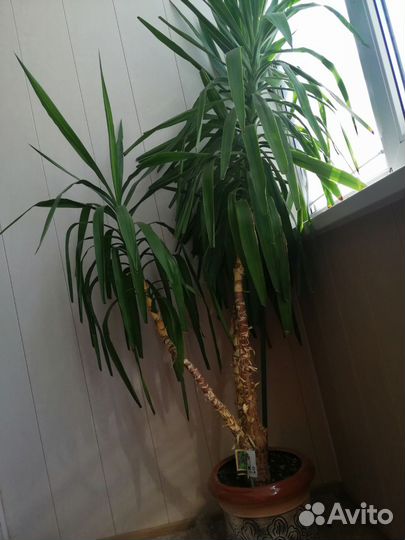 Пальма юкка