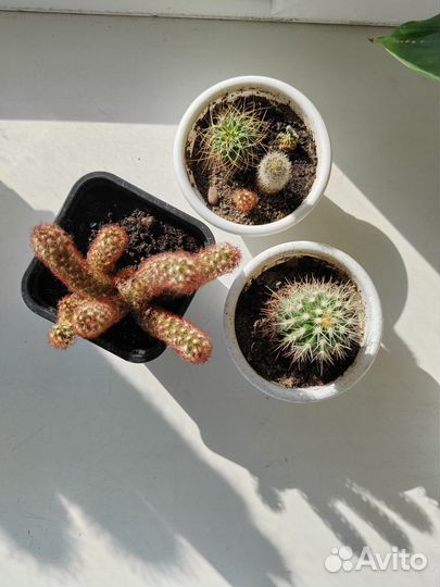 Кактусы детки