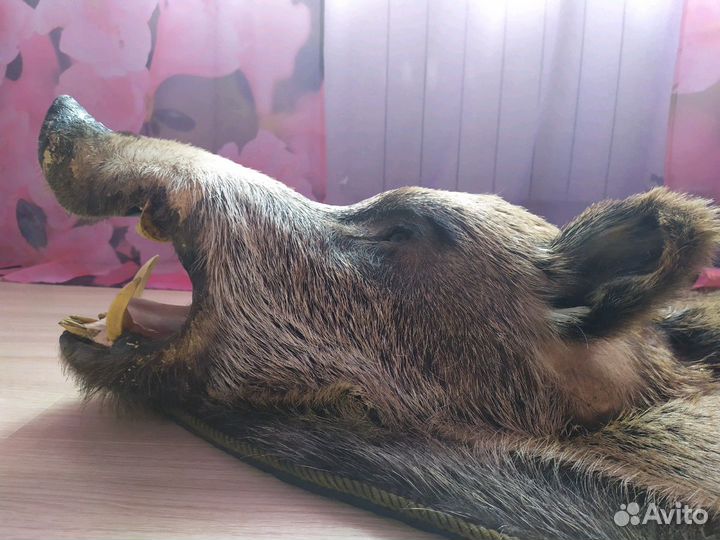 Ковер из чучела кабана, с головой, копытами