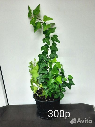 Комнатные растения