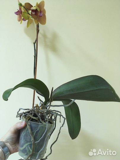 Орхидея фаленопсис