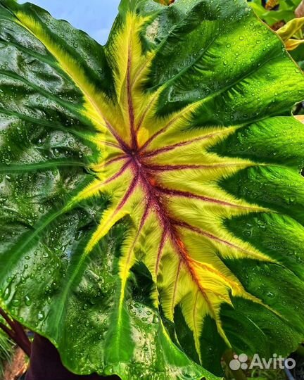 Колоказия Френдшип