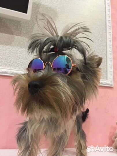 Очки и игрушки для кошек и собак. Новые, выбор