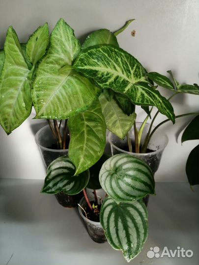 Традесканция, сингониум, бегонии