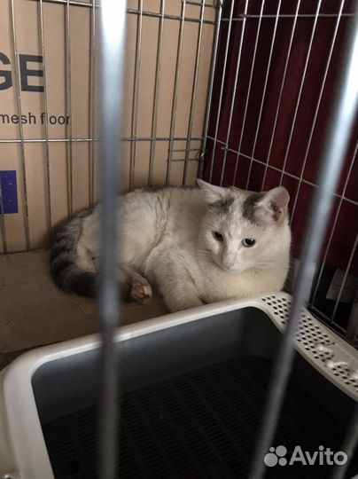 Кастрированный котик Веня в добрые руки