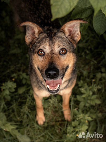 Собака в добрые руки бесплатно