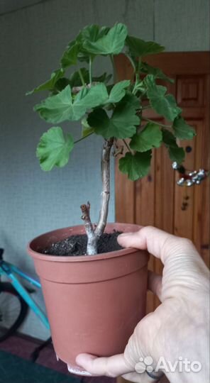 Герань (пеларгония)