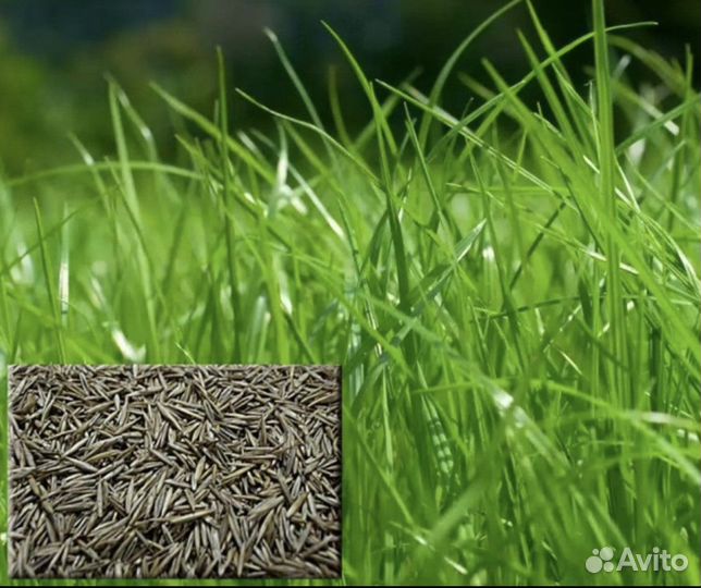 Газонная трава, Овсяница луговая