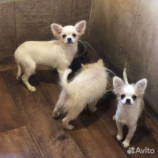 Чихуахуа щенки в Сургуте