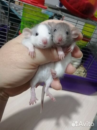 Крыса крысята дамбо рекс