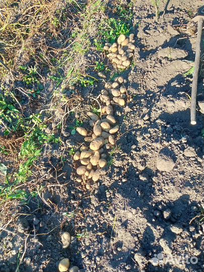 Сортовой картофель Уника, Шарвари Пирошка и др