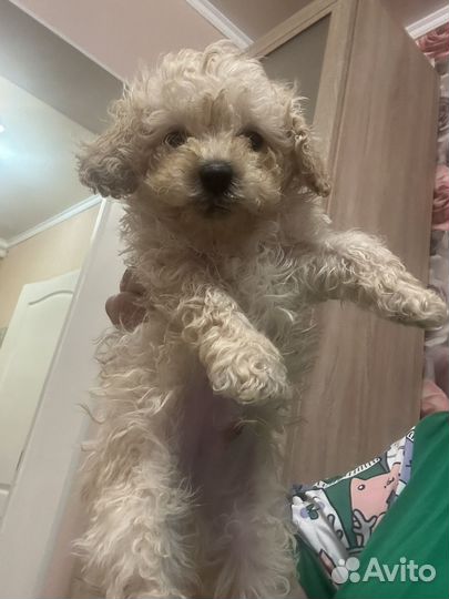 Собака той-пудель