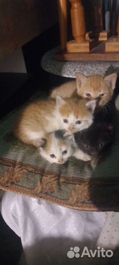Котята в добрые руки бесплатно