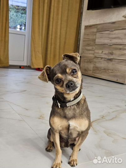 Вязка той-терьер мальчик