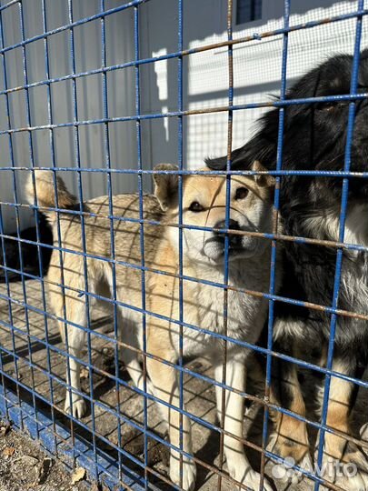 Метис сиба ину в опасности