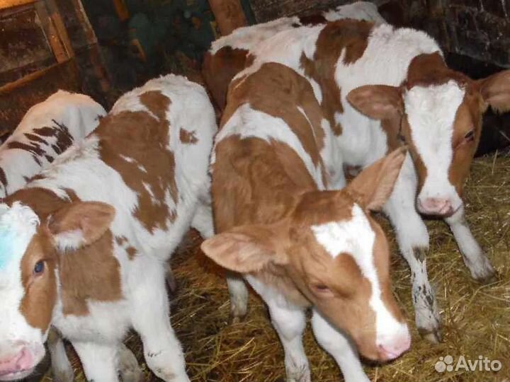 Телята (бычки)