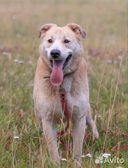 Добрейший и нежнейший Персик. Лесной приют