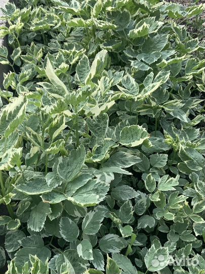 Декоративное растение