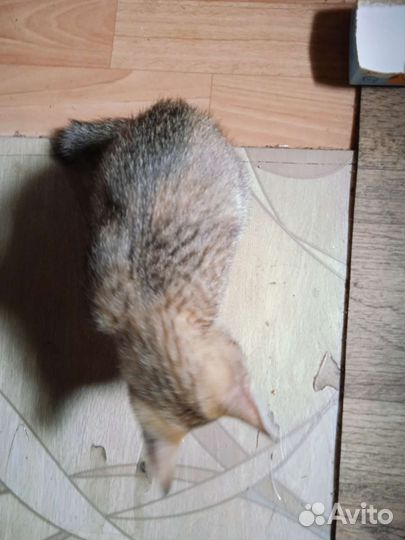 Кошка в дар