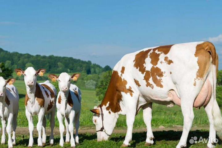 Дояры/ Доярки/ Вахта/ Выселки