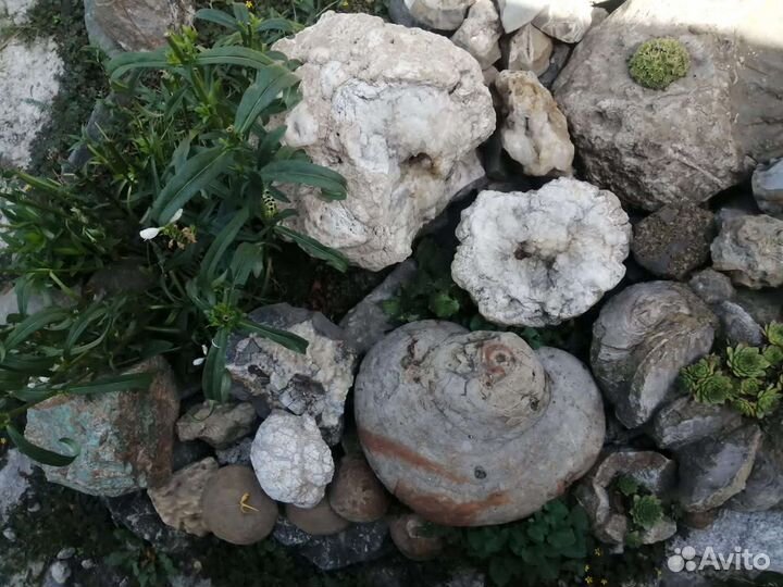 Минералы и окаменелости