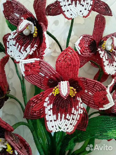 Орхидея мильтония