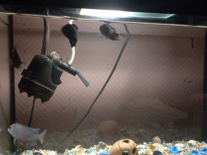 Рыбки цихлозомы