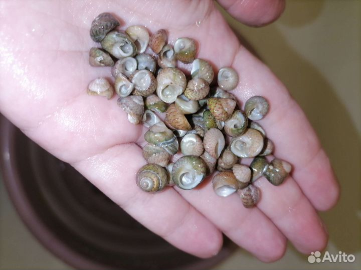 Морские ракушки гибула