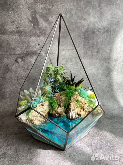 Флорариум Подарок фикус Бонсай