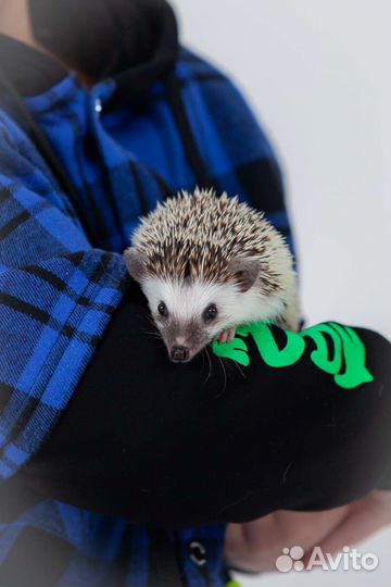 Вязка. Африканский карликовый Еж