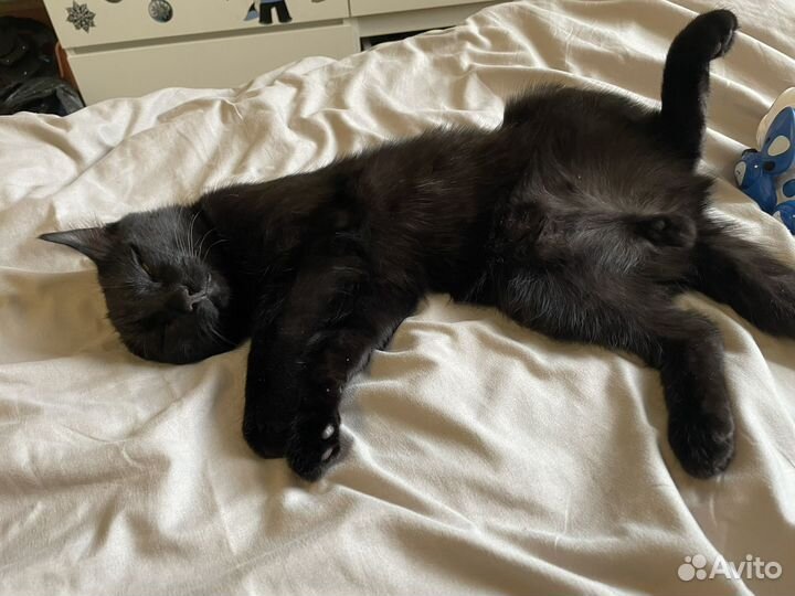 Отдам котенка