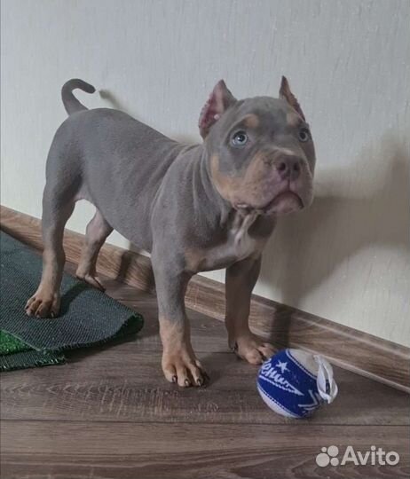 Щенок американского булли