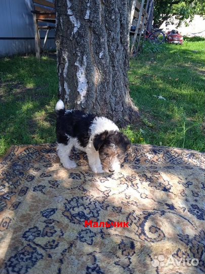 Жесткошерстный фокстерьер