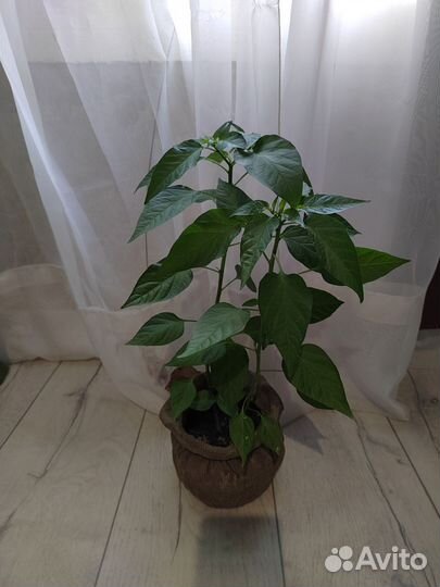 Перец красный комнатный острый