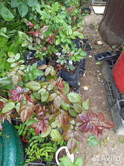 Саженцы морозостойких роз