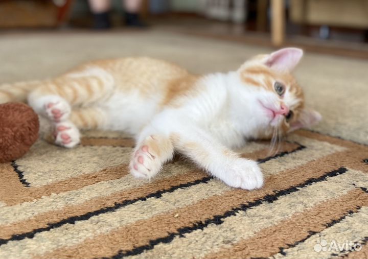 Рыжее солнышко для вашего дома в дар