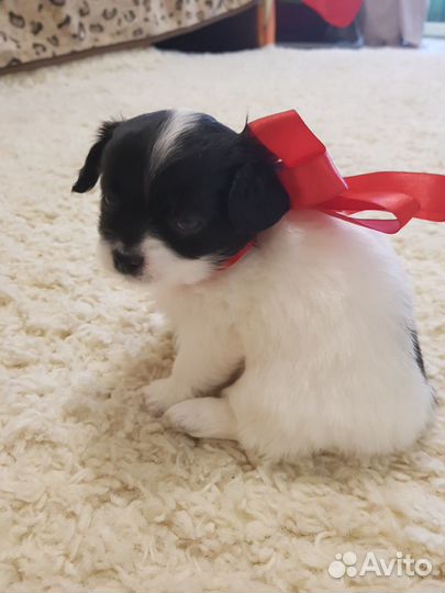 Вязка чихуахуа