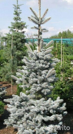 Ели голубые, зеленые