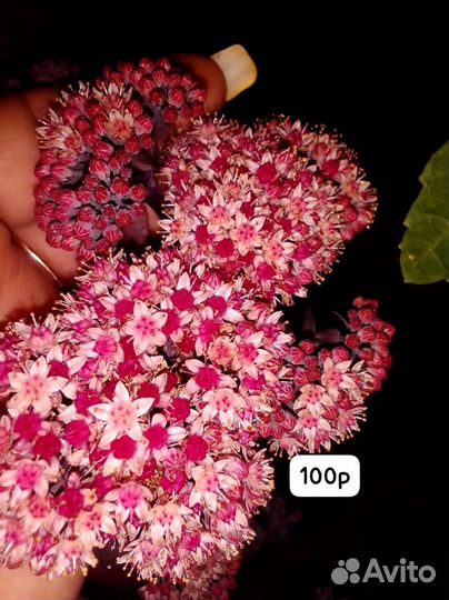 Дендробиум