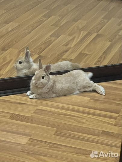 Вязка кролика