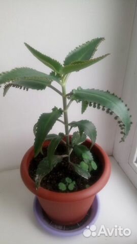 Каланхое Дегремона