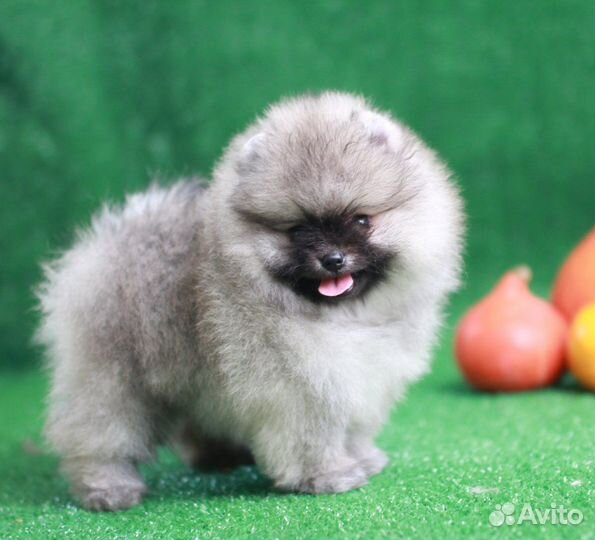 Померанский шпиц большой выбор щенков