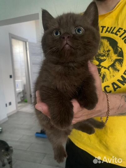 Шотландские котята