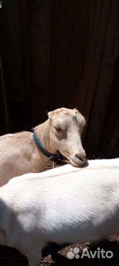 Козы с козлятами,породистые