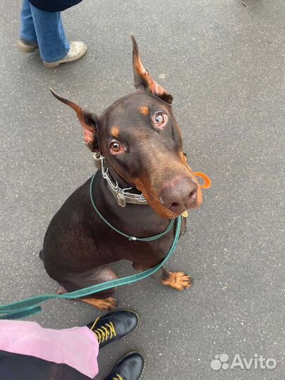 Выгул собак