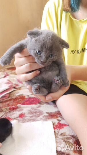 Котята британцы