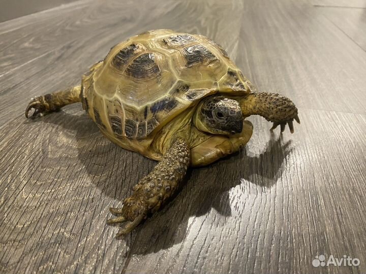 Черепаха сухопутная с террариумом 15-17 лет